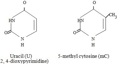 uracil and methy